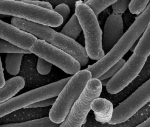bacteria